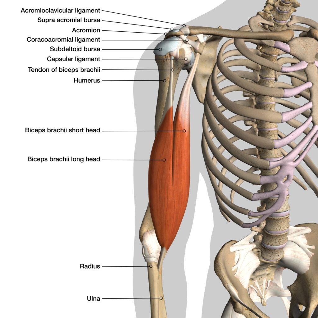 Biceps diagram