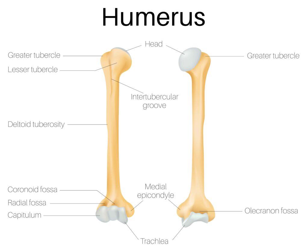 Humerus diagram